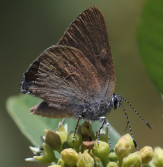 Satyrium auretorum