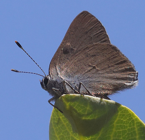 iNaturalist observation photo of Gold-hunter's Hairstreak