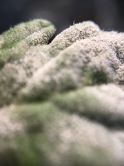 Pseudoidium neolycopersici