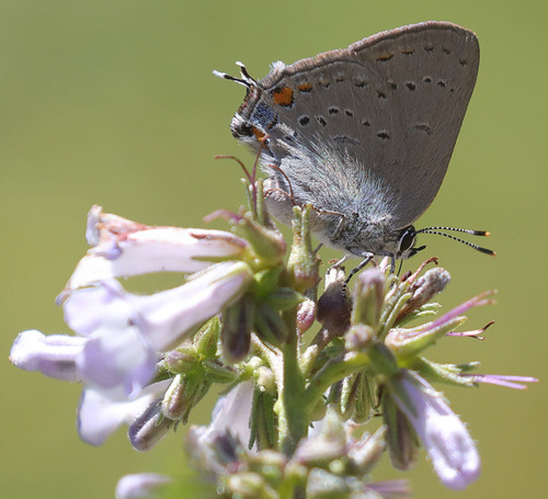 iNaturalist observation photo of California Hairstreak