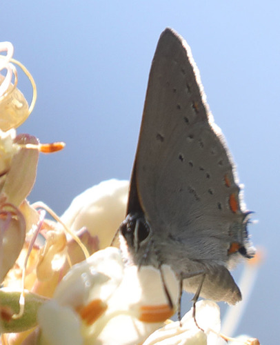 iNaturalist observation photo of California Hairstreak