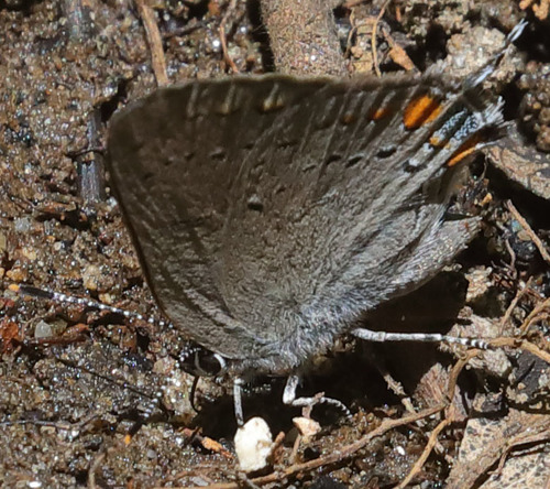 iNaturalist observation photo of California Hairstreak