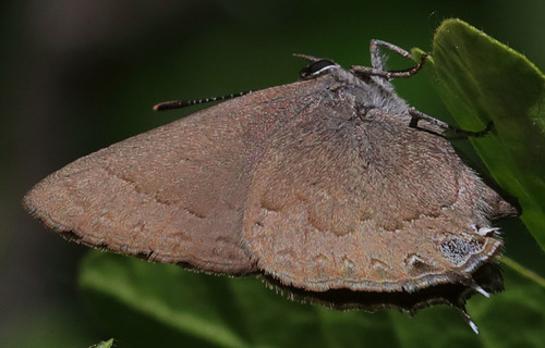 iNaturalist observation photo of Hedgerow Hairstreak