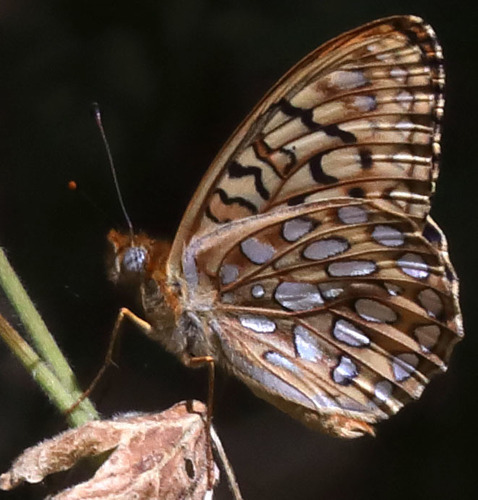 iNaturalist observation photo of Callippe Fritillary