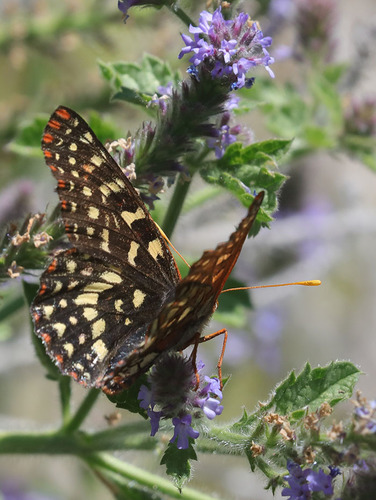 iNaturalist observation photo of Variable Checkerspot
