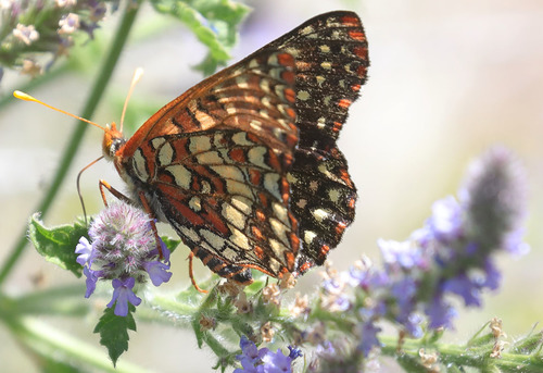 iNaturalist observation photo of Variable Checkerspot