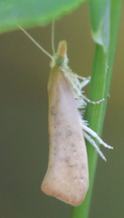 Ypsolopha cervella