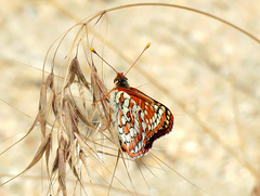 Euphydryas chalcedona corralensis