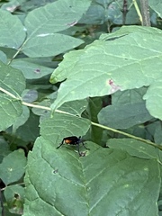 Protichneumon