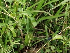Erythrodiplax berenice
