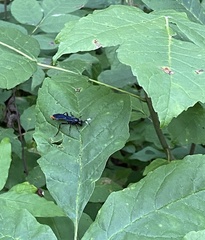 Protichneumon