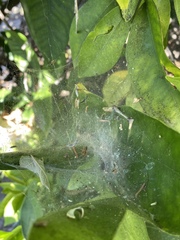 Agelenidae