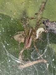 Agelenidae