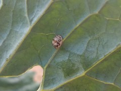 Psyllobora confluens