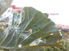 Psyllobora confluens