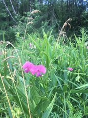 Lathyrus