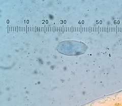 Pseudoidium neolycopersici