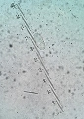 Pseudoidium neolycopersici