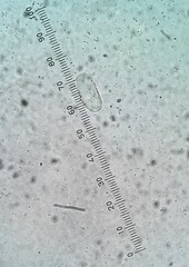 Pseudoidium neolycopersici