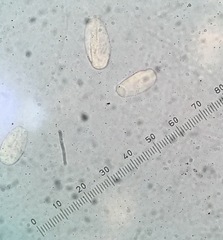 Pseudoidium neolycopersici