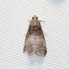 Acrobasis stigmella