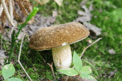 Xanthoconium affine maculosus