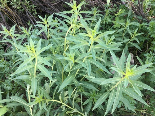 Siauralapis gaurometis nuotrauka