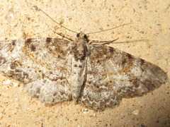 Protoboarmia simpliciaria