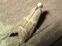 Glyptoteles leucacrinella