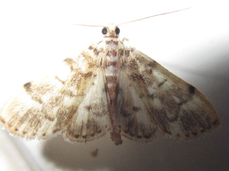 Pycnarmon tylostegalis