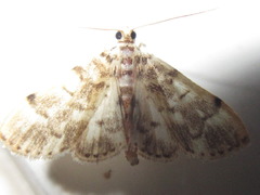 Pycnarmon tylostegalis