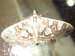 Glyphodes pryeri