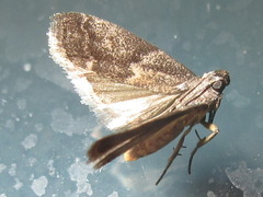 Glyptoteles leucacrinella