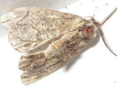 Dindica virescens