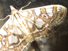 Glyphodes pryeri