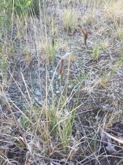Carex parryana