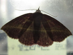Naganoella timandra