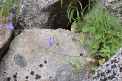 Campanula intercedens