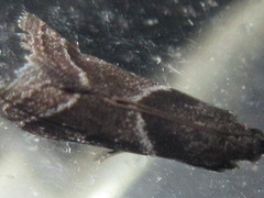 Nyctegretis triangulella