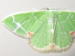 Comibaena nigromacularia