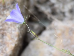Campanula intercedens