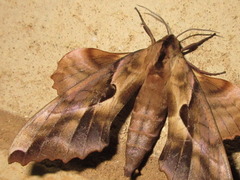 Phyllosphingia dissimilis