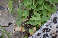 Campanula intercedens