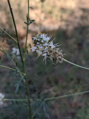 Dalea candida oligophylla