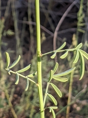 Dalea candida oligophylla