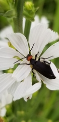 Epicauta atrata
