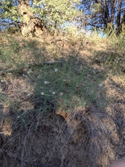 Dalea candida oligophylla