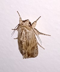 Perigea leucanioides