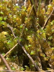 Scorpidium scorpioides