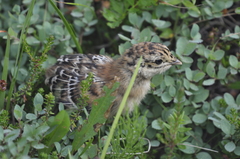 Dendragapus fuliginosus